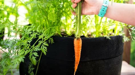 How To Grow Carrots In Pots Or Containers Step By Step Guide