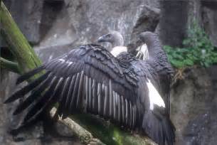 Gyps Bengalensis White Rumped Vulture Image Biolibcz