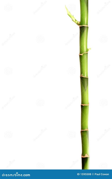 De Stok Van Het Bamboe Stock Foto Image Of Meditatie 1595508