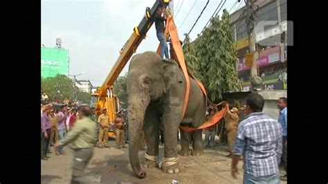 Elefante Selvagem Apavora Moradores Em Bengala Na Ndia Planeta