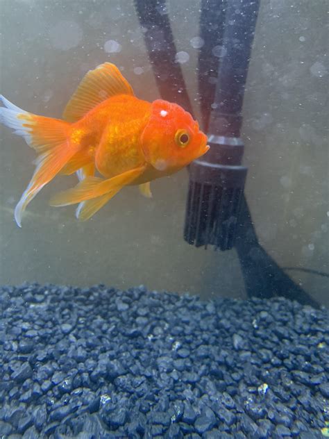 Is This White Spot Just Wen Growth Or Should I Be Worried Rgoldfish