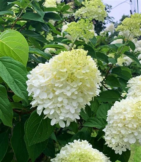 In early september cut pieces off the newest stems that are about eight. How to Divide a Hydrangea | Hydrangea not blooming ...