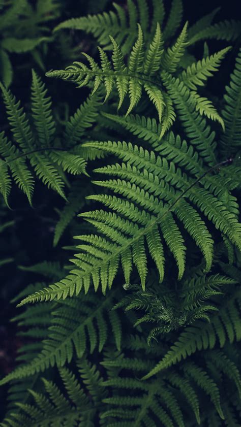 Forest Life 6k Ferns The Beauty Green Leaf Leaves Nature Graphy