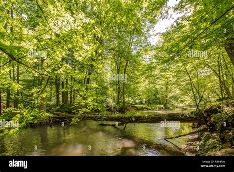 A Beautiful Green Forest Above A Calmly Flowing River Illuminated By