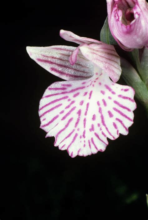 Butterfly Orchid Flower Photograph By Paul Harcourt Davies Science Photo Library Fine Art America