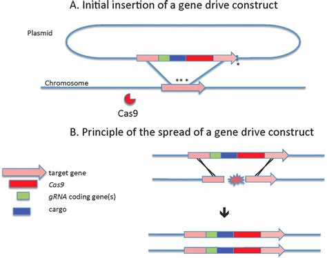 Principle Of A Gene Drive A Initial Integration Of A Gene Drive