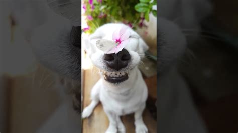 Smiling Dog With A Butterfly Youtube