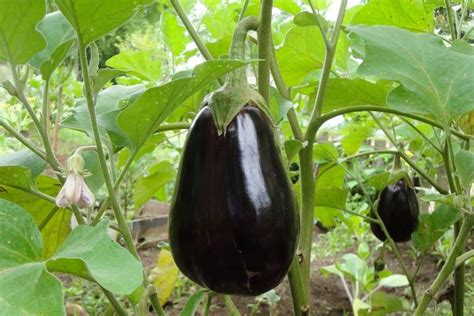 Eggplants How To Plant And Grow Eggplants The Old Farmers Almanac