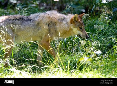 Wölfe Local Caption Canine Canis Lupus Endemic Animal Species