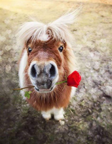 Will You Be My Valentine Cute Little Pony With A Rose In His Mouth
