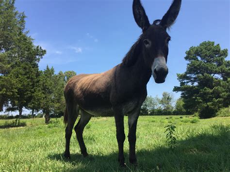 donkeys for sale near me craigslist - Shemika Echevarria