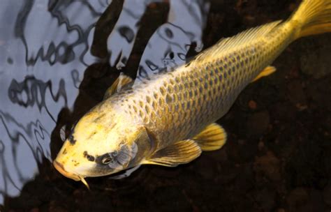 Gold Koi Fish Facts Origin And History With Pictures Pet Keen