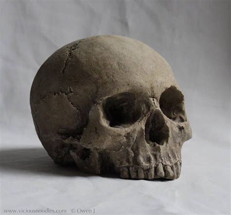 HUMAN SKULL REPLICA polymerised plaster full size realistic | Etsy | Human skull, Realistic ...