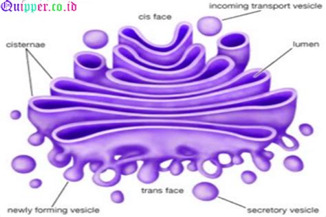 Fungsi Badan Golgi Pengertian Struktur Gambar Dan Penjelasannya