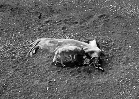 The Ilnik wolf Canis lupus pack: use of marine mammals and ...