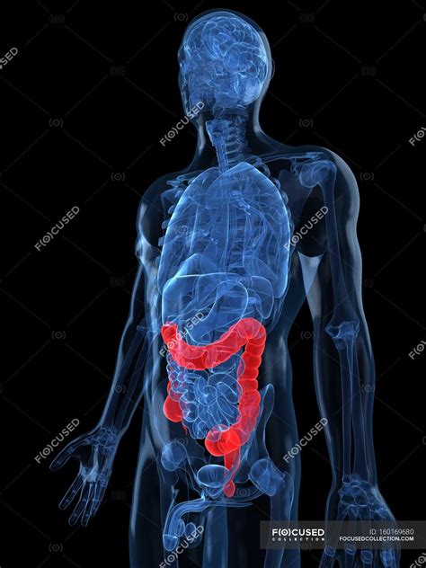 Healthy State Of Large Intestines — Digestion Human Stock Photo