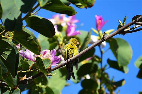 Canary Bird In An Orchid Tree North Tenerife Jack Montgomery Flickr