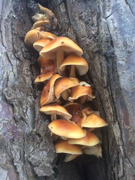 Beautiful Tree Mushrooms Does Anyone Know What They Are Tree In