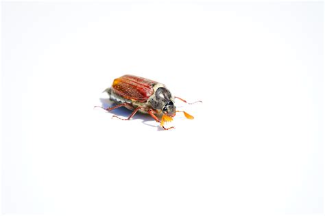 1360x768 Wallpaper Brown June Beetle Peakpx