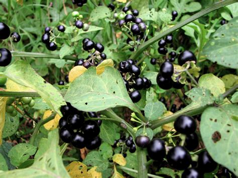 Elkstone Road Edible Garden Black Nightshade Or Wonder Berry
