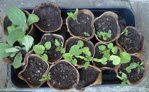 The second year, their flowering stems emerge, and they bloom. Plant Identification | garden withoutdoors