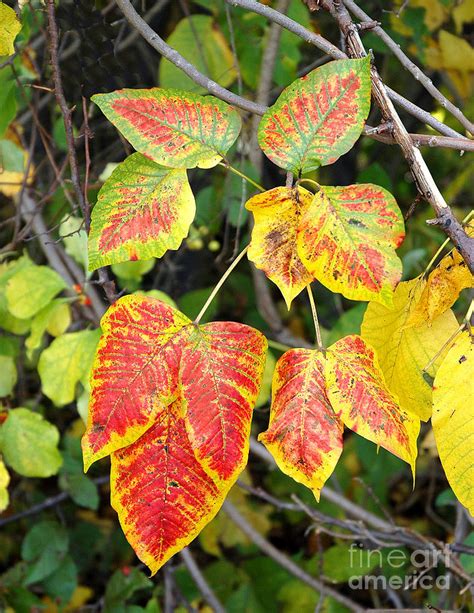 Poison Ivy Fall Colors Photograph By Alan Russo