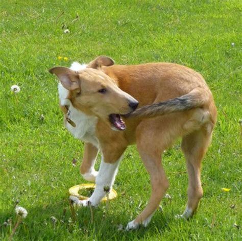 How To Stop A Dog From Biting His Tail Pethelpful