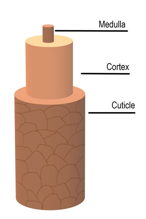 Cortex Hair Wikiwand