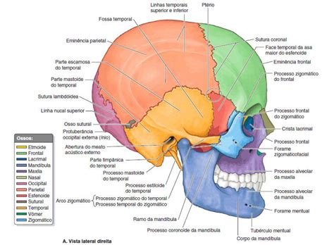 Anatomia Do Cranio