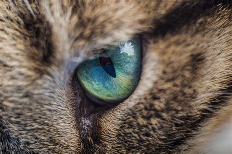 Home remedies for cat eye infections. dog: Dog Eye Infection Green Discharge