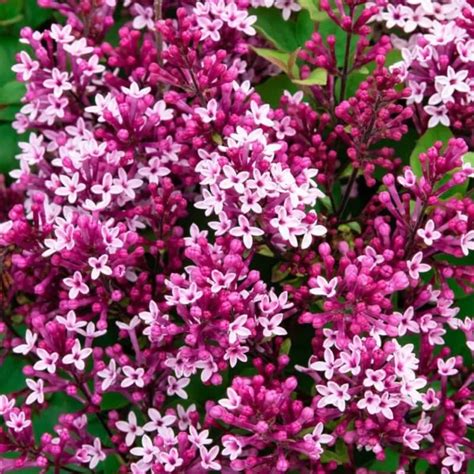 25 Be Right Back Lilac Seeds Tree Fragrant Flowers Perennial Seed
