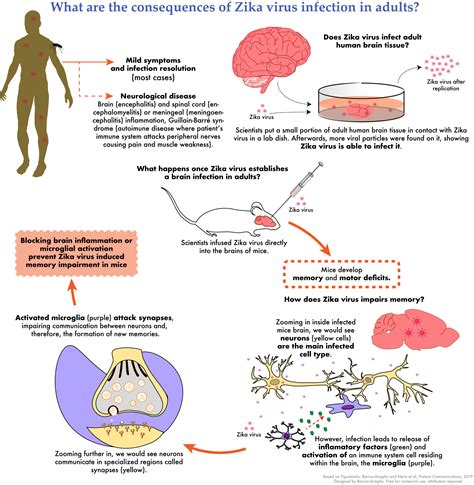 Zika Virus Infects The Adult Human Brain And Causes Memory Deficits In