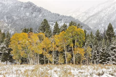 We did not find results for: Aspen Tree Grove Winter Snow Storm Stock Photo - Download ...