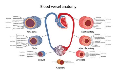 Major Blood Vessel Chart Structure Of Blood Vessels G