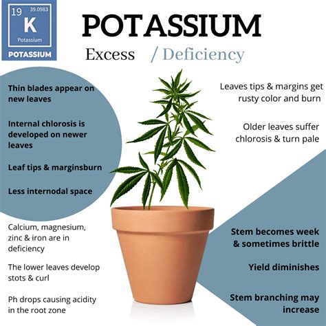 Cannabis Potassium Deficiency Chart