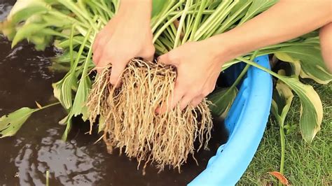 Cutting through the roots is fine, as hostas roots quickly regrow once transplanted. Dividing Hostas - YouTube