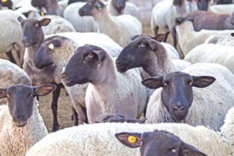 The Abc Of Sheep Breeds In Kenya Nation