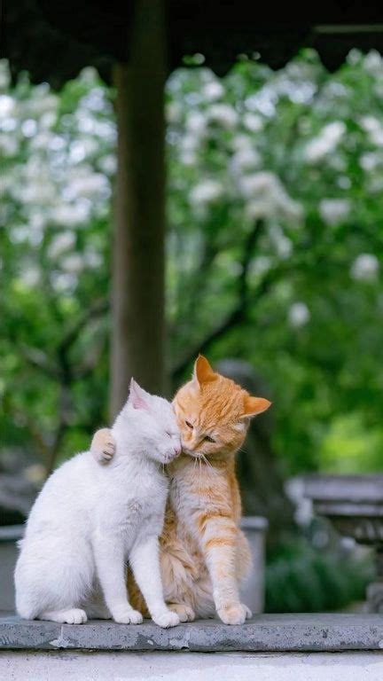 Cat Couples Of The Day Cute Cats Kittens Beautiful Cats