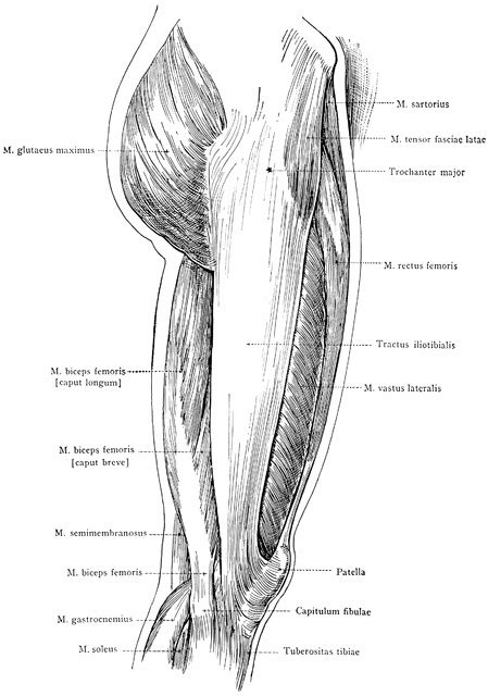Lateral View Of The Superficial Muscles Of The Leg Clipart Etc Porn