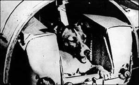 That honor belongs to the dog star. BBC NEWS | Science/Nature | First dog in space died within ...