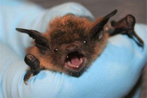 Creature Feature Little Brown Bat Raritan Headwaters