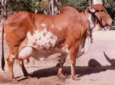 Too much milk and too much time commitment for us, but it works for them! Dairy Farming FAQ Information For Beginners | Agri Farming