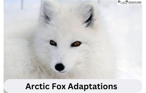 Arctic Fox Adaptations Habitat And Behavior Wildlifegrow