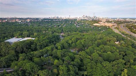 An Urban Forest In Crisis Why Tree Selection Is Important For Toronto