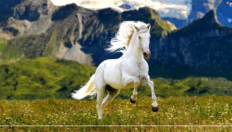 White Running Horse Wallpaper Best Wallpapers Hd Collection