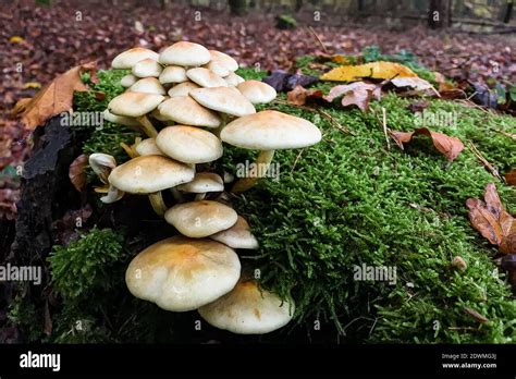 Colony Of Mushrooms In A Late Autumn Forest With Muted Colors Stock