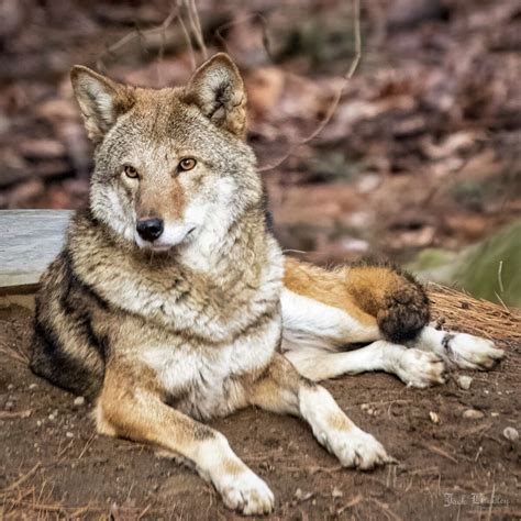 Bridgeports Beardsley Zoo Welcomes Endangered Red Wolf