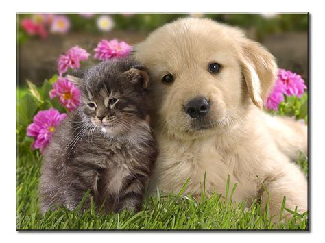 Kitten And Puppy Best Friends Canvas Wall Art Extra Large 1 Panel 40