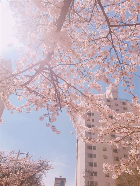 Cherry Blossoms с изображениями Фоновые изображения Пейзажи