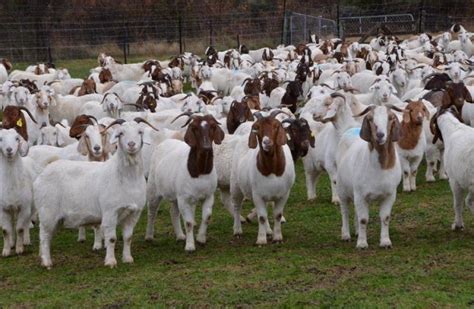 Excited About Goat Sector Otago Daily Times Online News